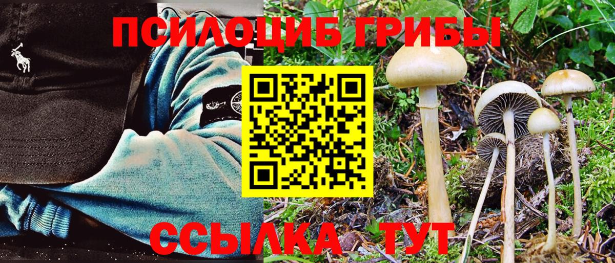 Галлюциногенные грибы Psilocybine cubensis Курчатов